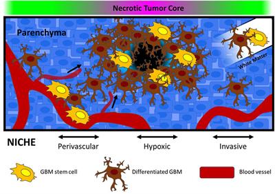 Modeling Microenvironmental Regulation of Glioblastoma Stem Cells: A Biomaterials Perspective